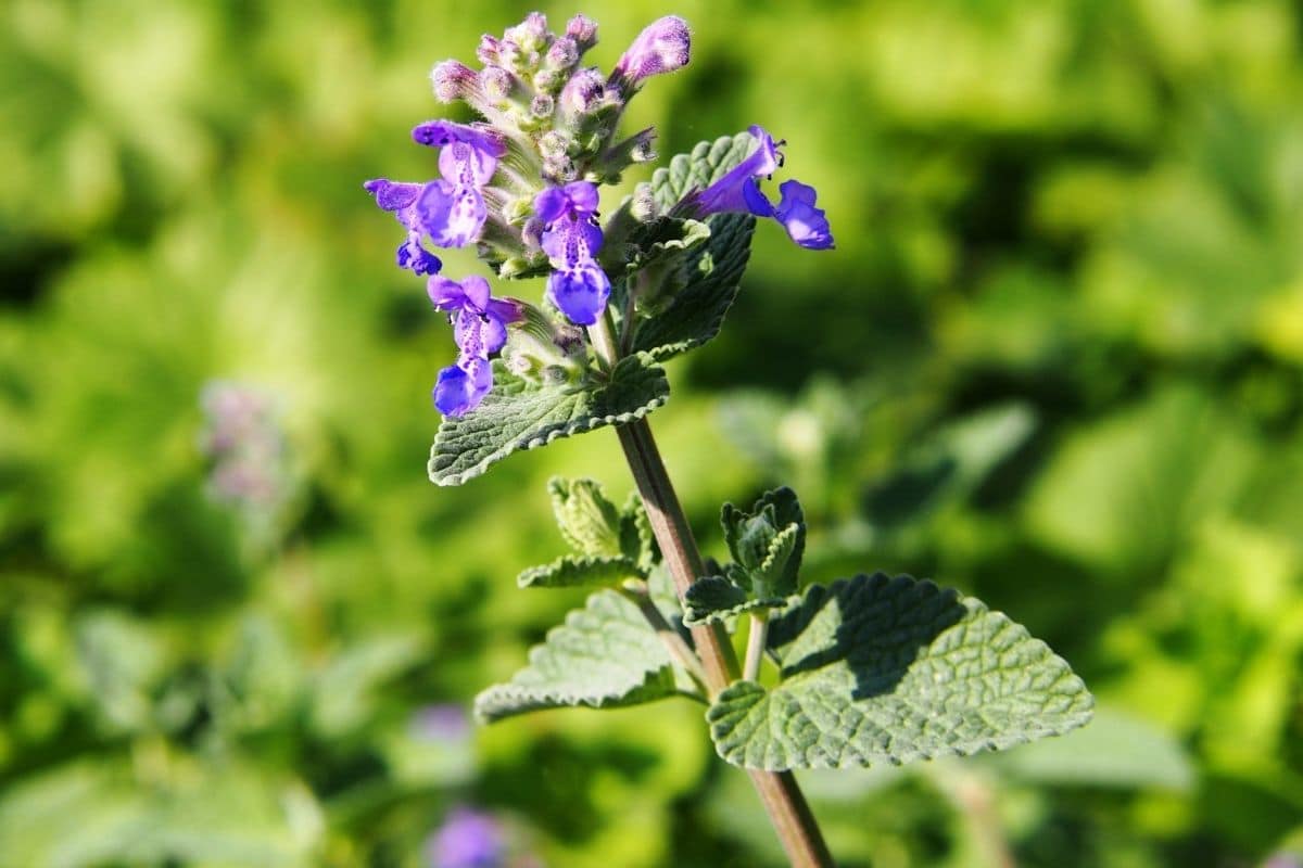 Hybrid-Katzenminze - Nepeta faassenii