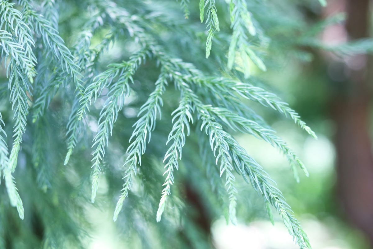 Japanische Sicheltanne - Cryptomeria japonica