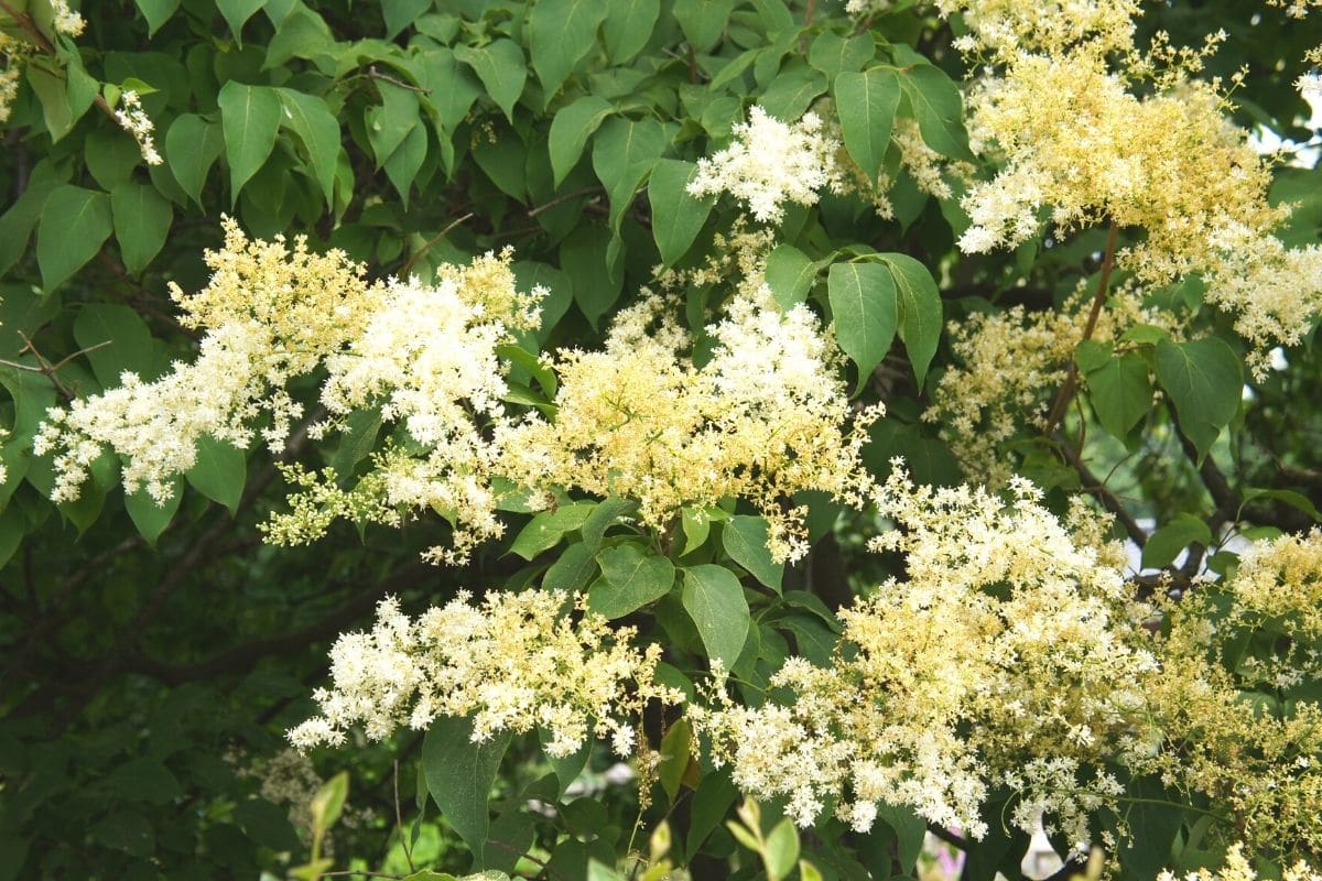 Japanischer Baumflieder - Syringa reticulata