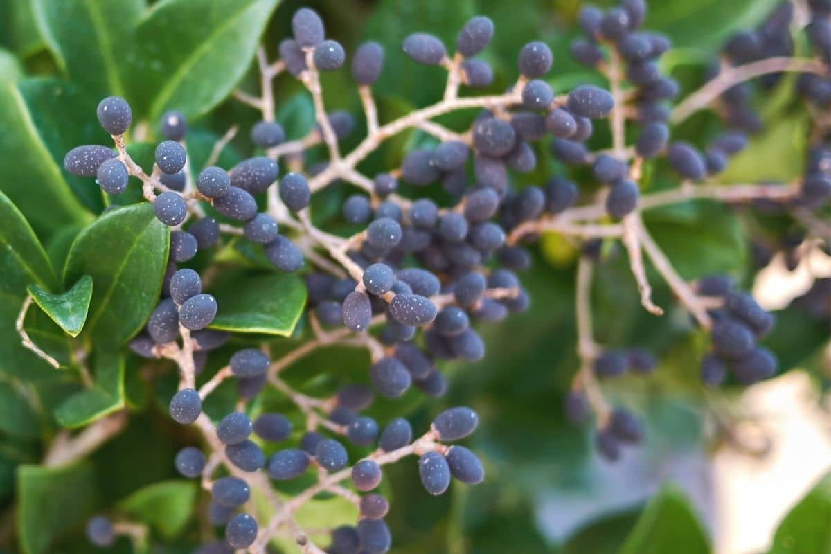 Japanischer Liguster - Ligustrum japonicum