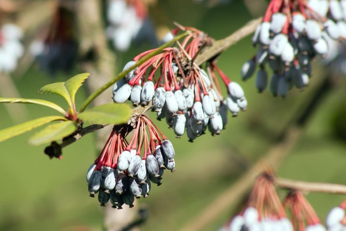 Julianes Berbeitze - Berberis julianae