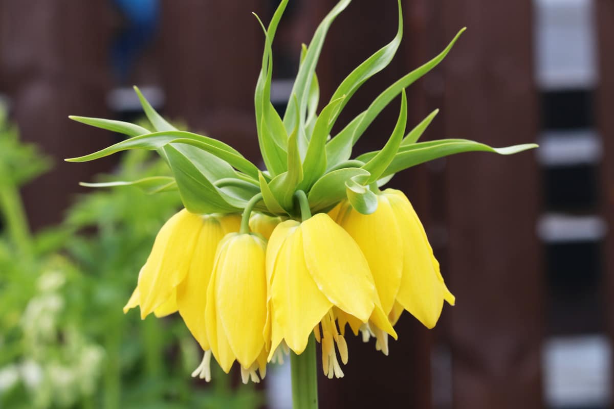 Gelbe Frühblüher - Kaiserkrone 'Lutea maxima'