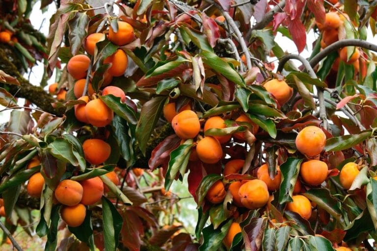 Baum und Strauch mit orangen Beeren 9 Arten Gartenrat.de