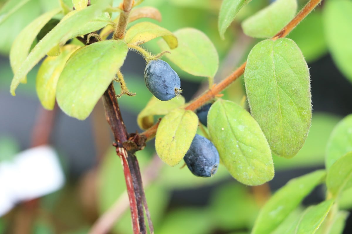 Blaue Beeren - Kamtschatka-Heckenkirsche