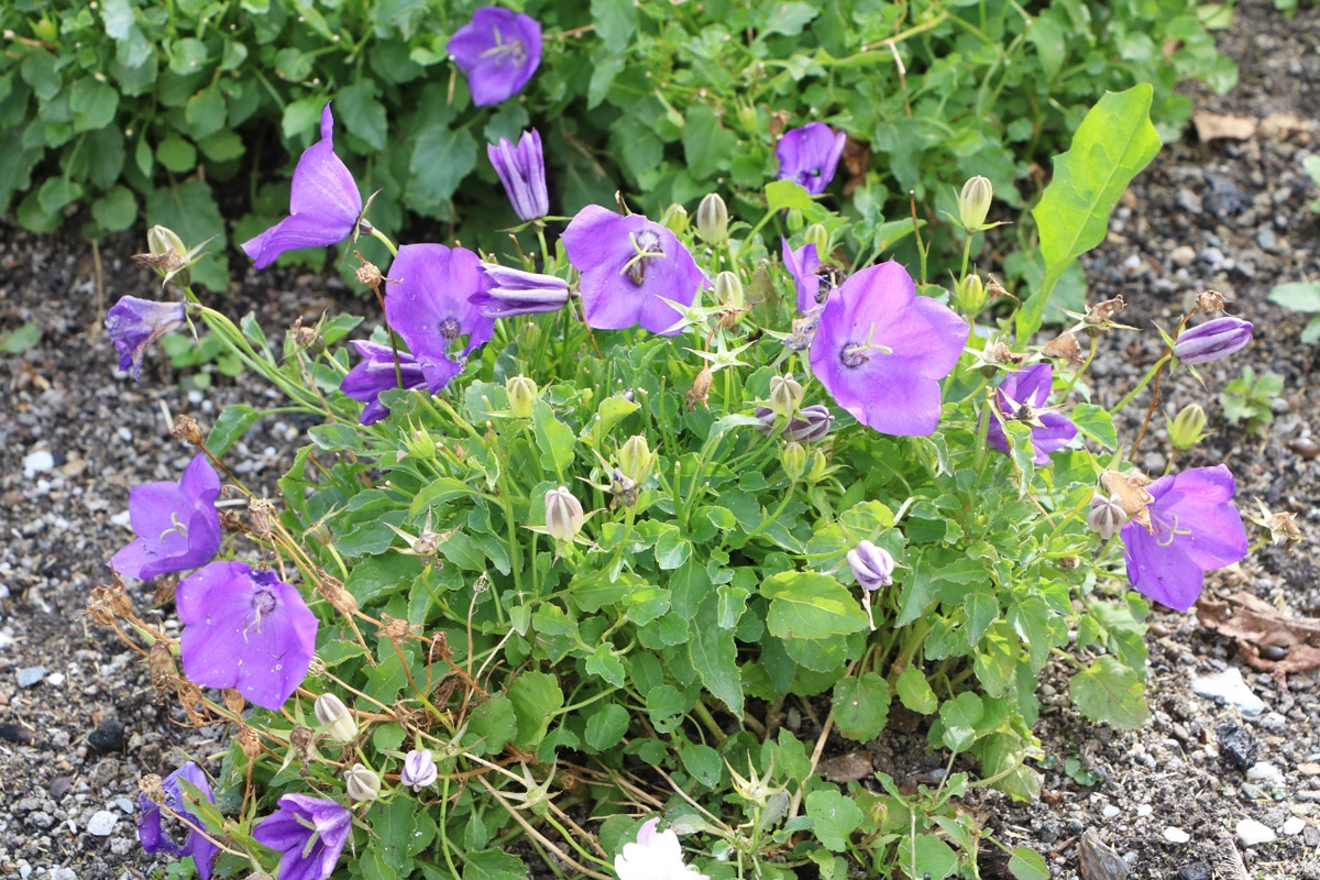 Karpaten-Glockenblume - Campanula carpatica