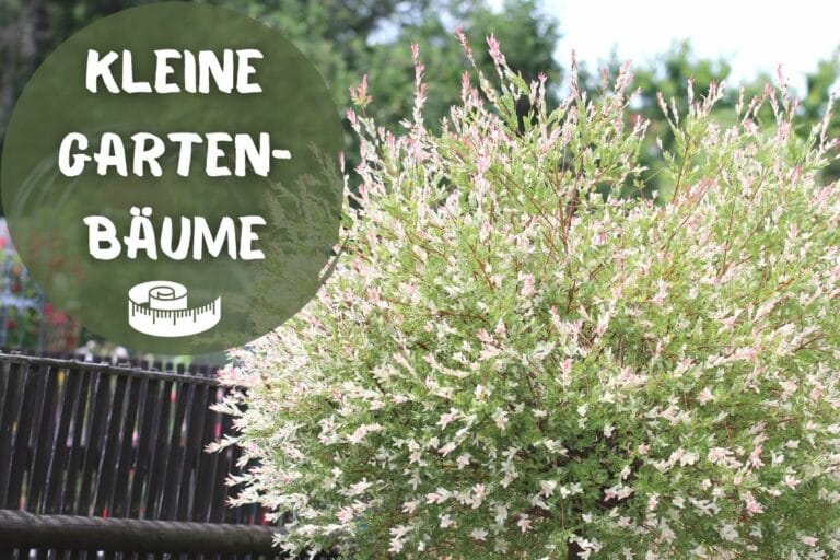 17 kleine Bäume für kleine Gärten und Gartenrat.de