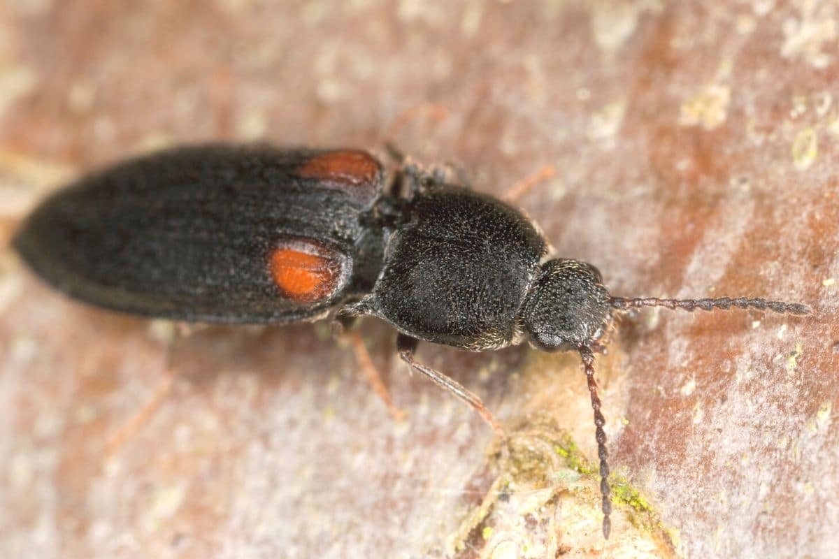 Kleiner Scheukäfer - Panagaeus bipustulatus