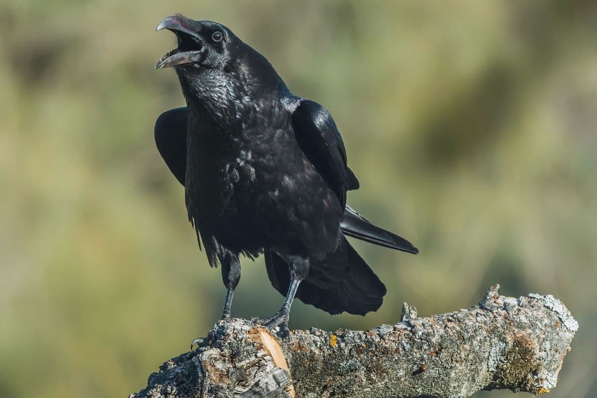 Kolkrabe - Corvus corax