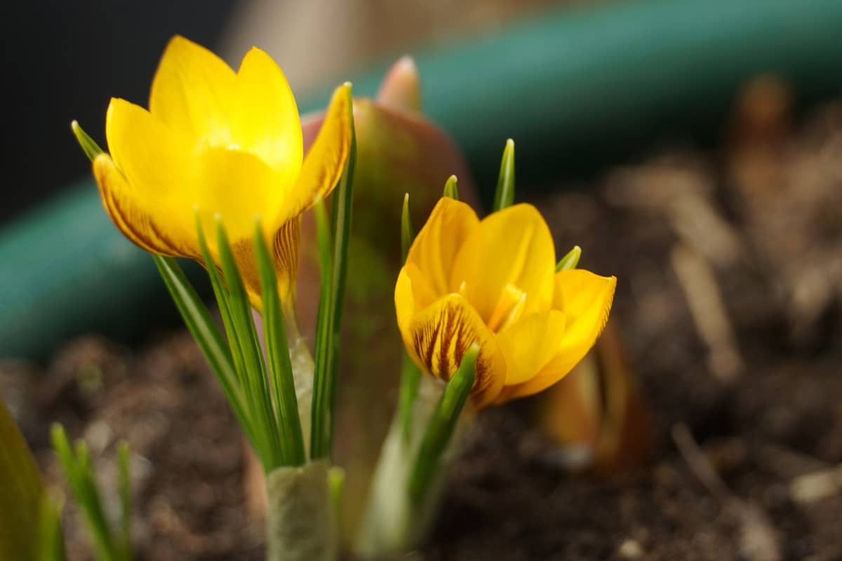 Gelbe Frühblüher - Krokus 'Dorothy'