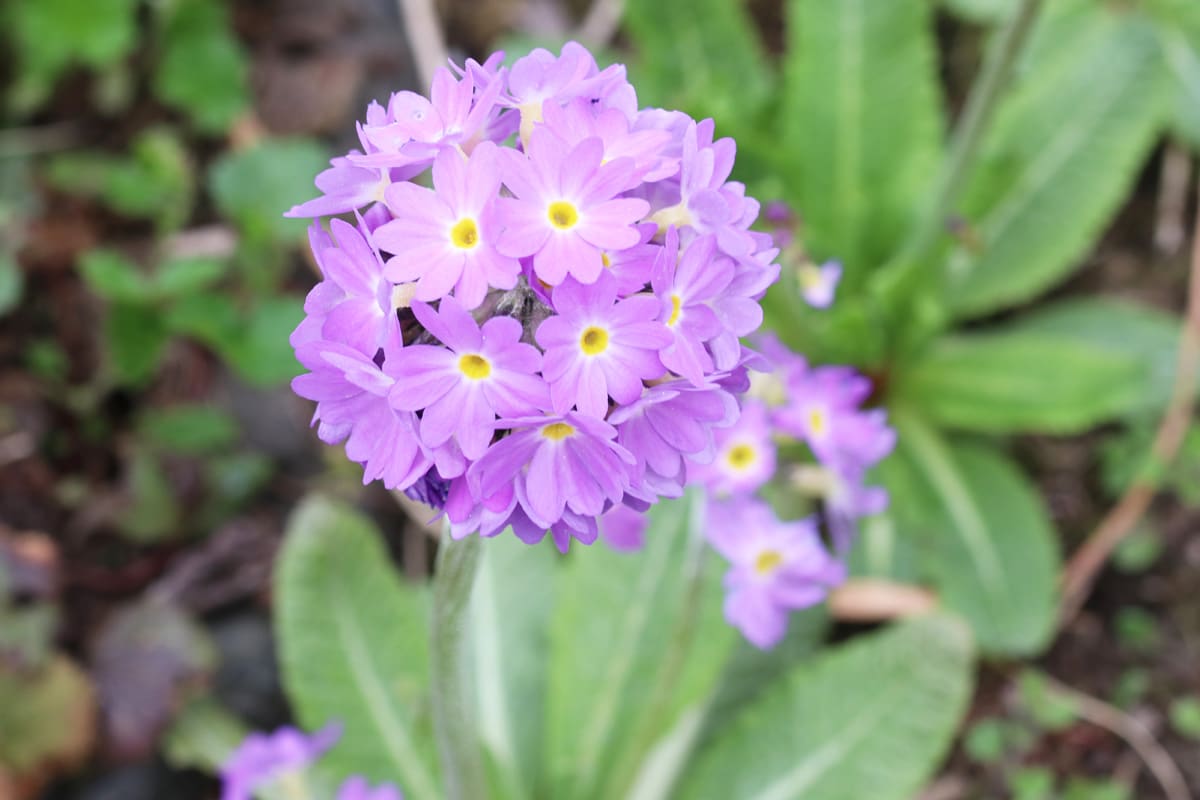 Kugel-Primel - Primula denticulata