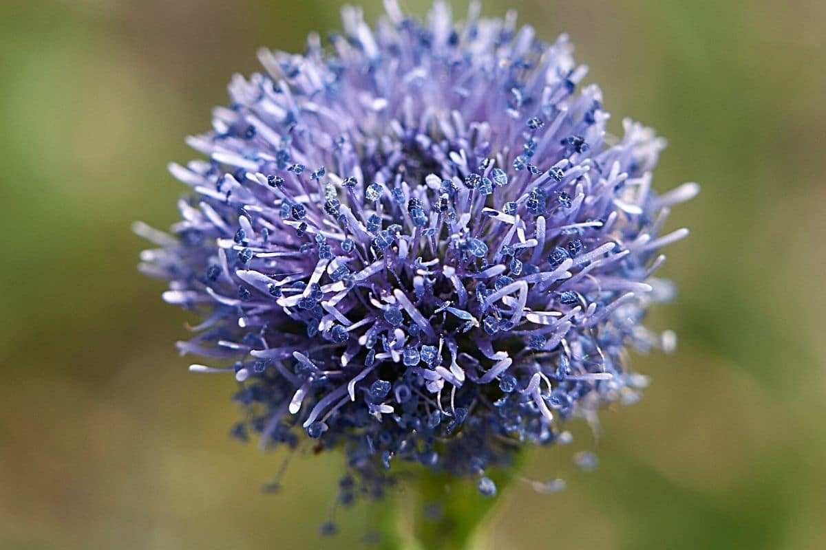 Kugelblume - Globularia punctata