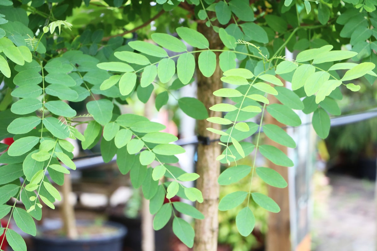 Kugelrobinie - Robinia pseudoacacia 'Umbraculifera'