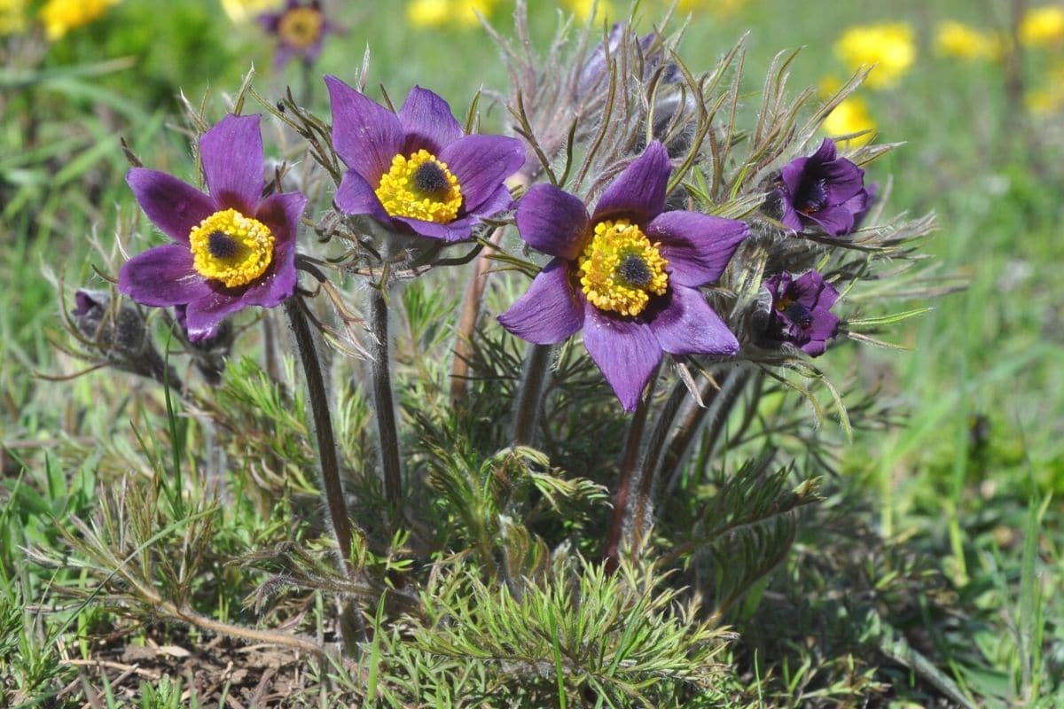 Kuhschelle - Pulsatilla vulgaris