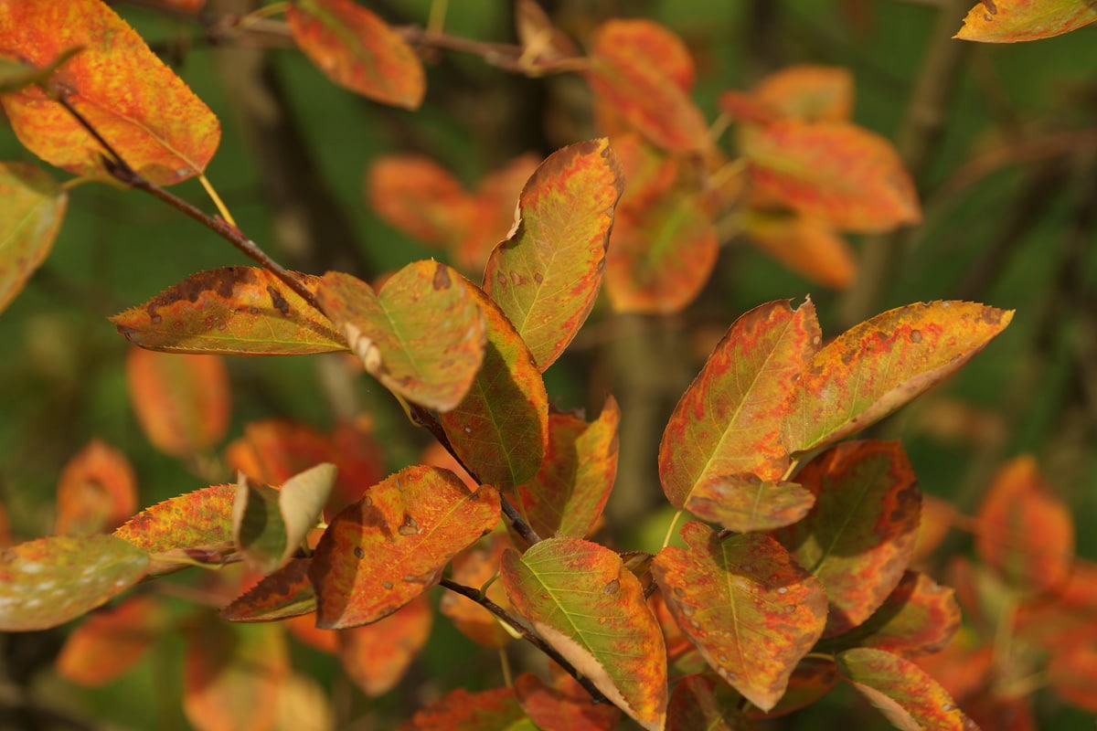 Kleine Bäume - Amelanchier lamarckii