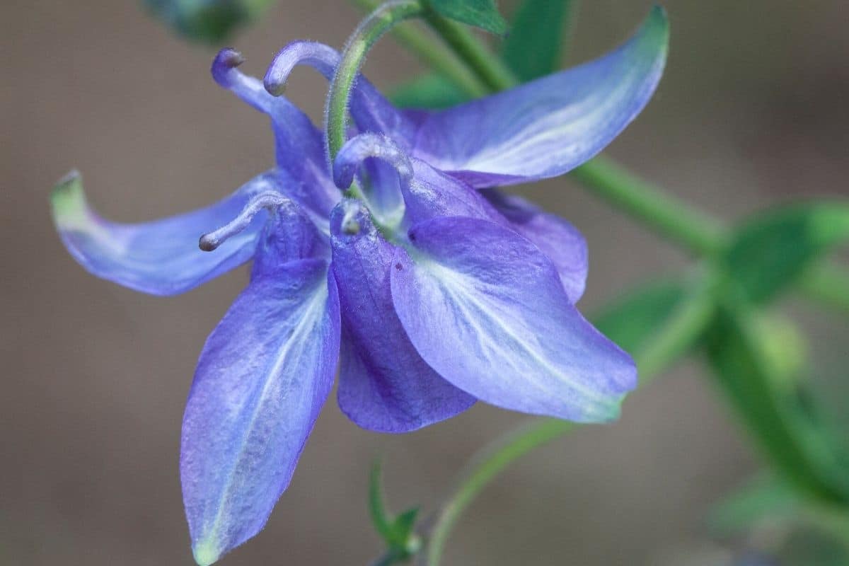 Kurzspornige Akelei - Aquilegia vulgaris