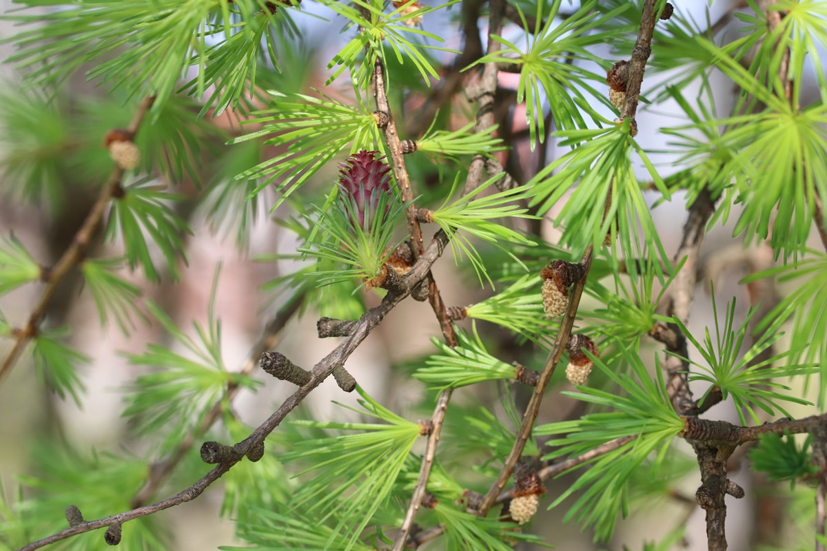 Lärche - Larix decidua