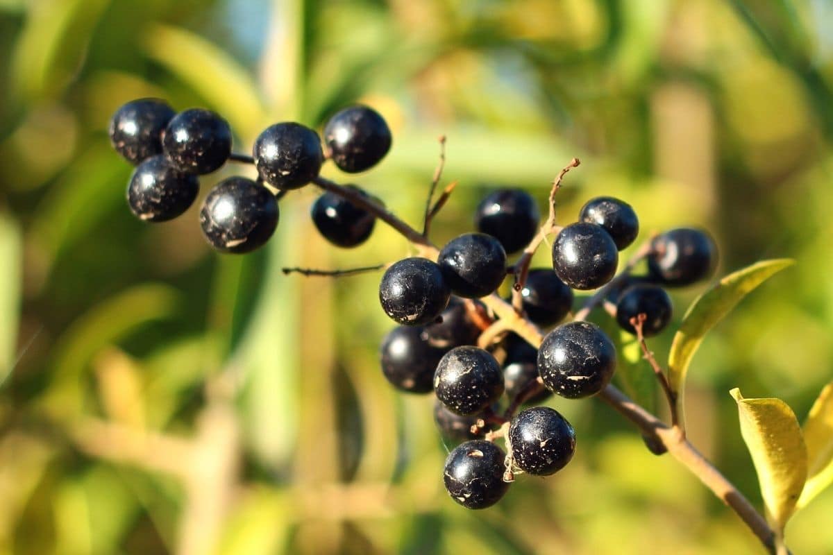 Schwarze Beeren - Liguster