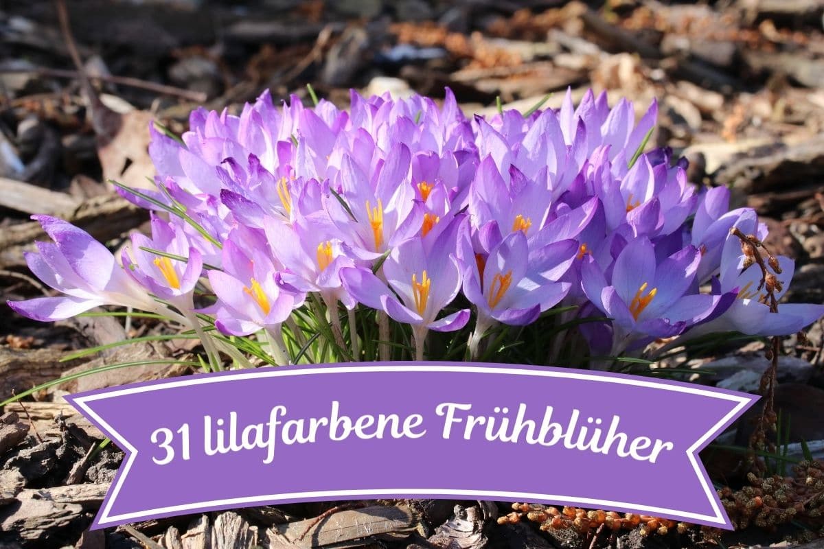 Lila Frühblüher - Krokusse