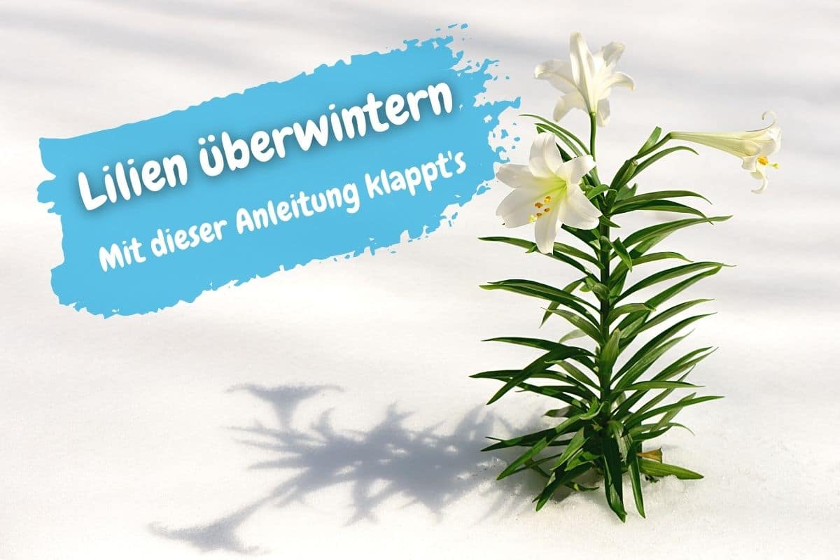 Lilien überwintern