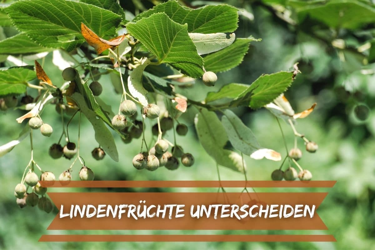 Früchte der Linde unterscheiden