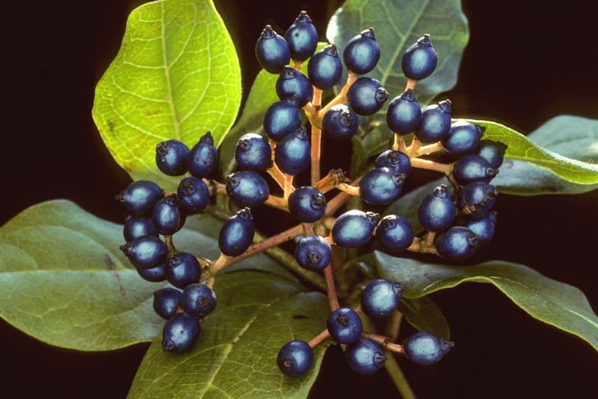 Lorbeerblättriger Schneeball - Viburnum tinus