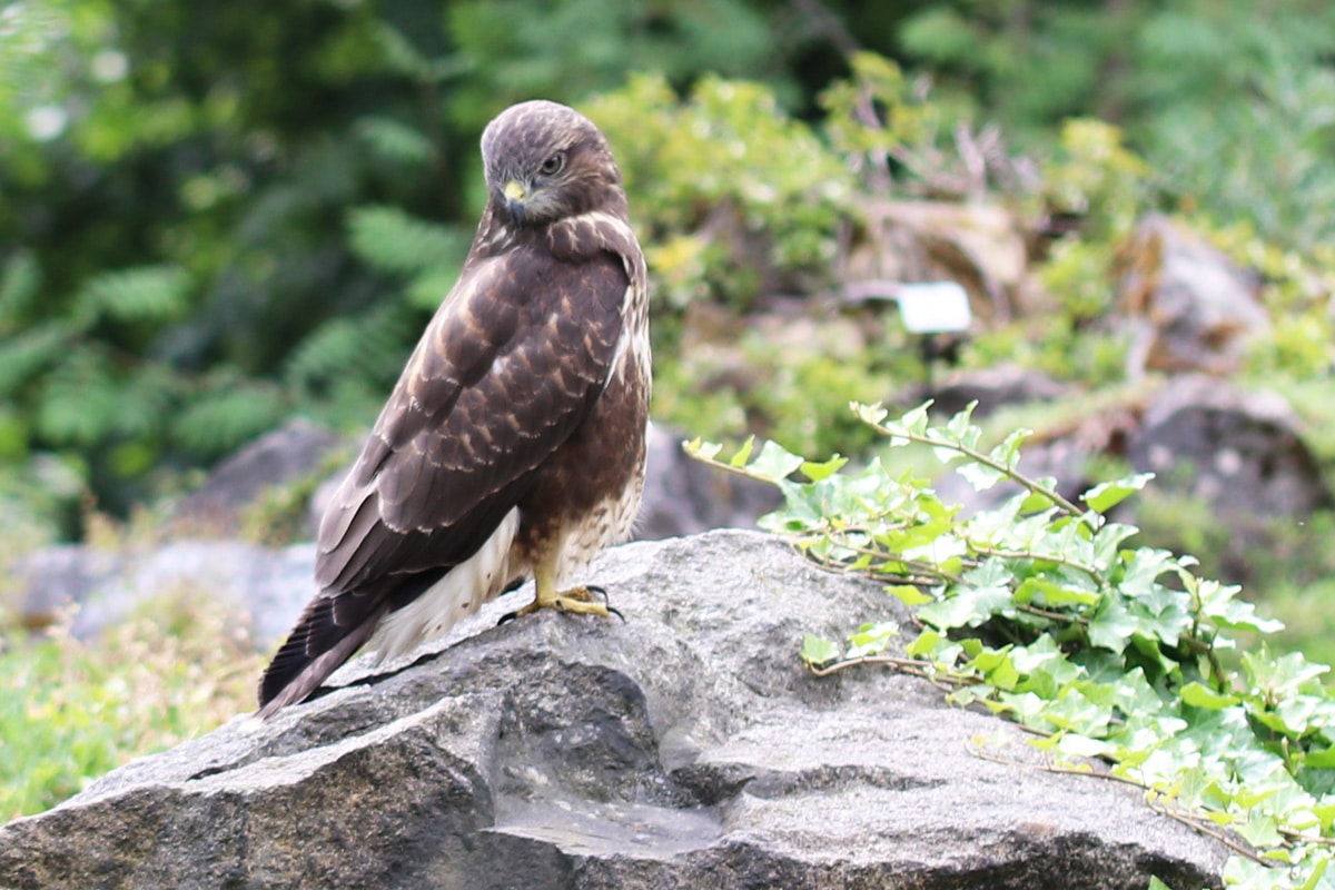 Mäusebussard - Buteo buteo