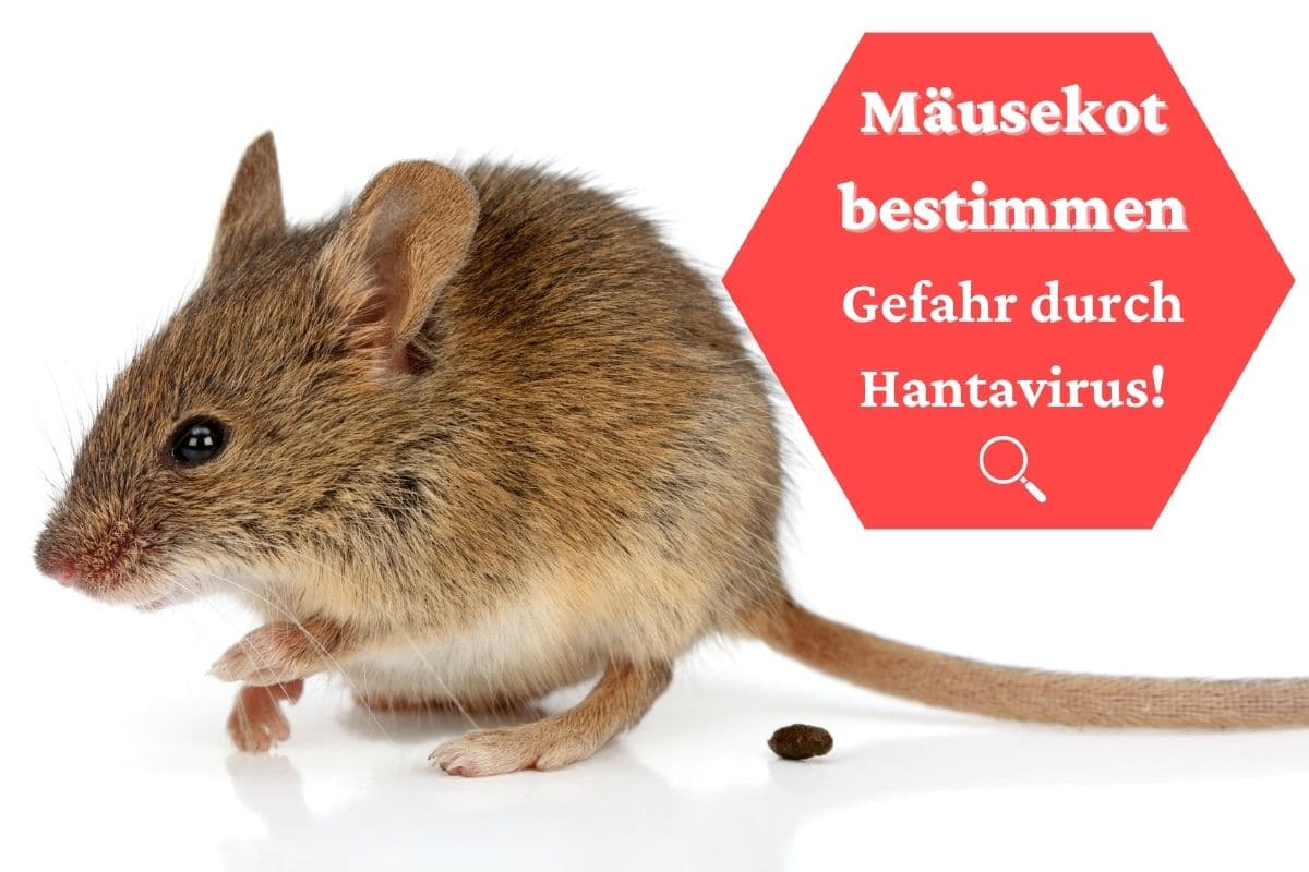 Mäusekot bestimmen - Kackende Maus