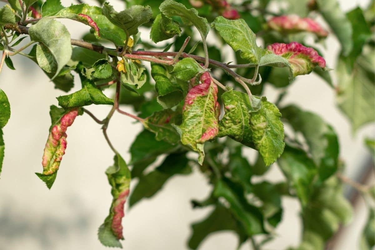 Apfelbaum-Schädlinge - Mehlige Apfelblattlaus