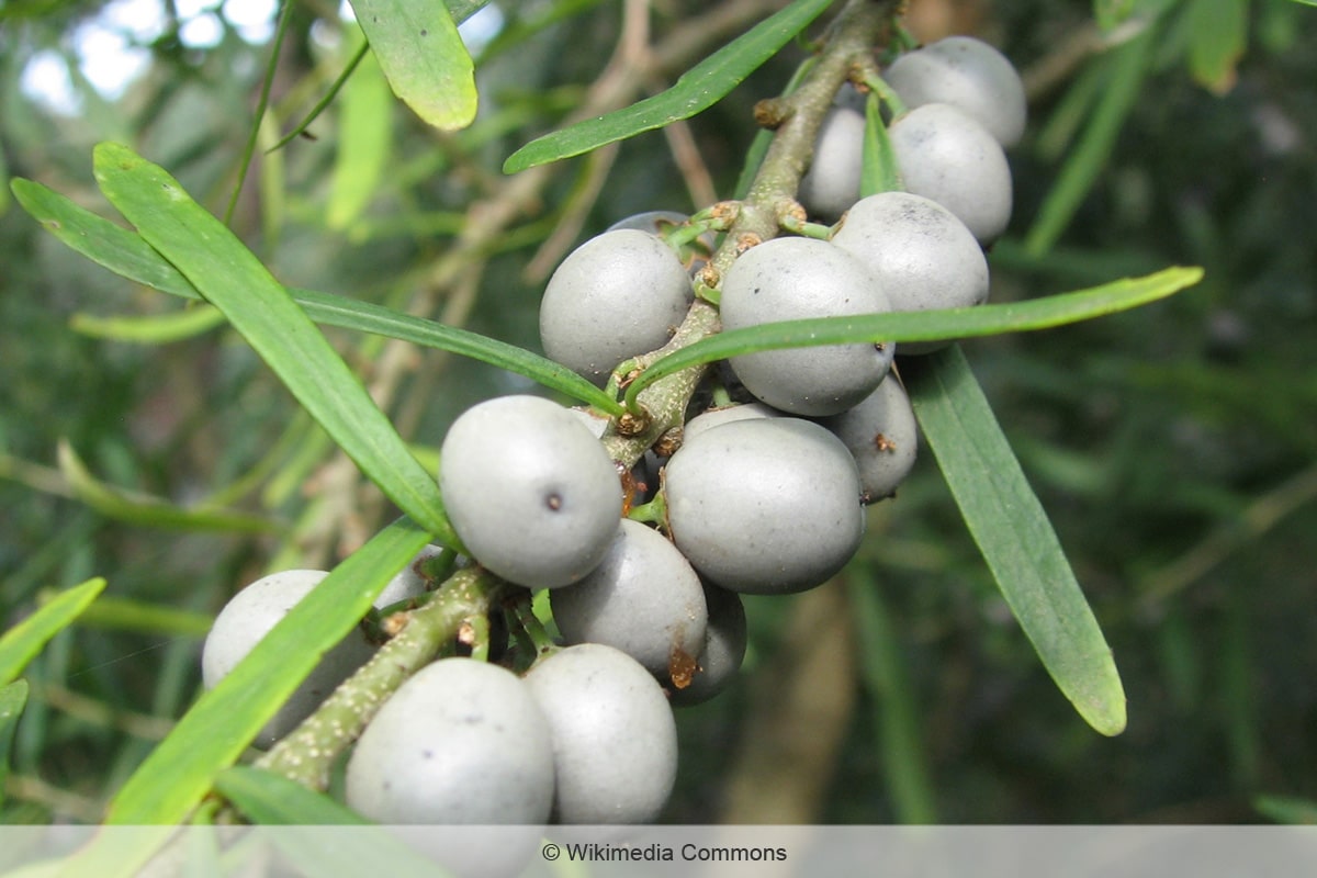 Lila Beeren - Melicytus dentatus