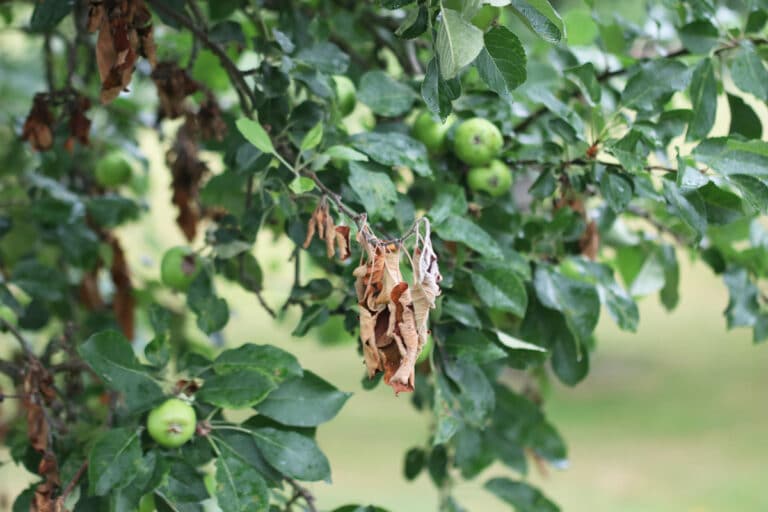 ApfelbaumBlätter kräuseln sich was jetzt hilft Gartenrat.de