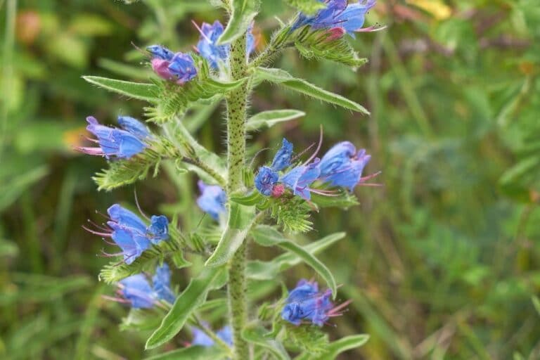 32 blaue Frühblüher die schönsten Frühlingsblüher Gartenrat.de