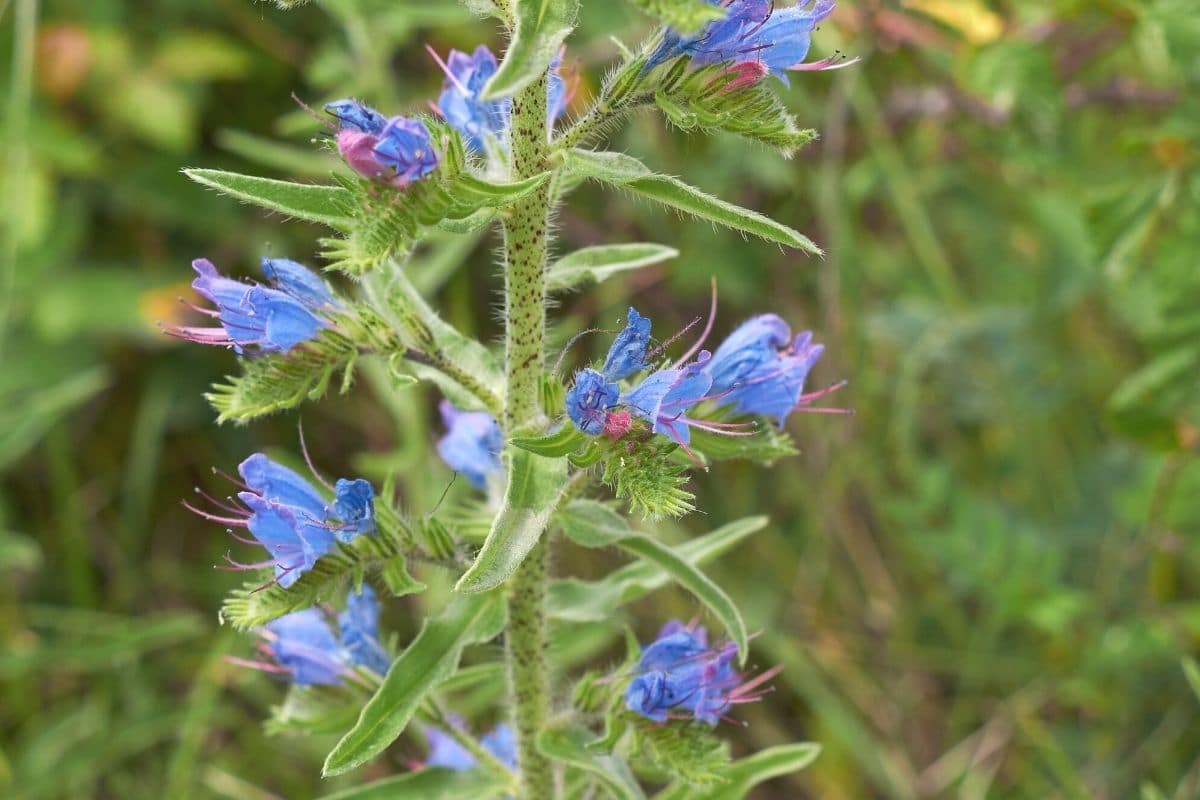 Blaue Frühblüher - Gewöhnlicher Natternkopf