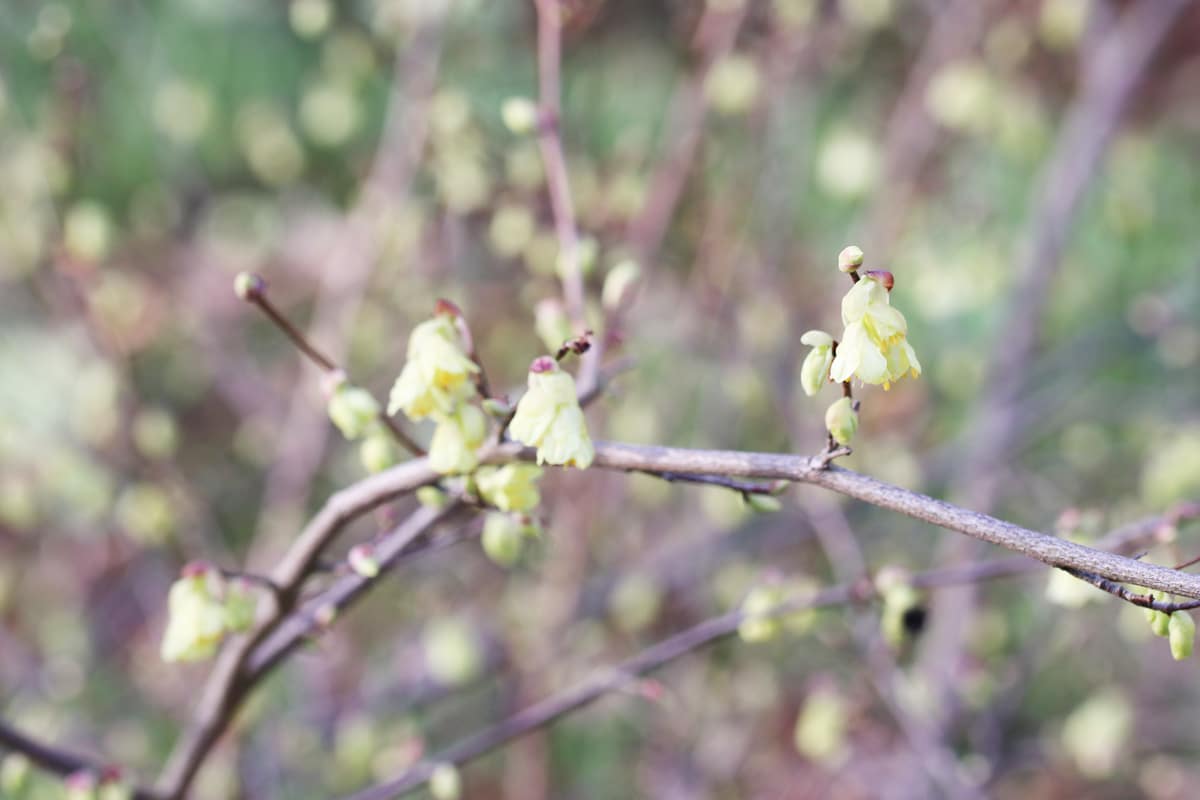 Niedrige Scheinhasel - Corylopsis pauciflora