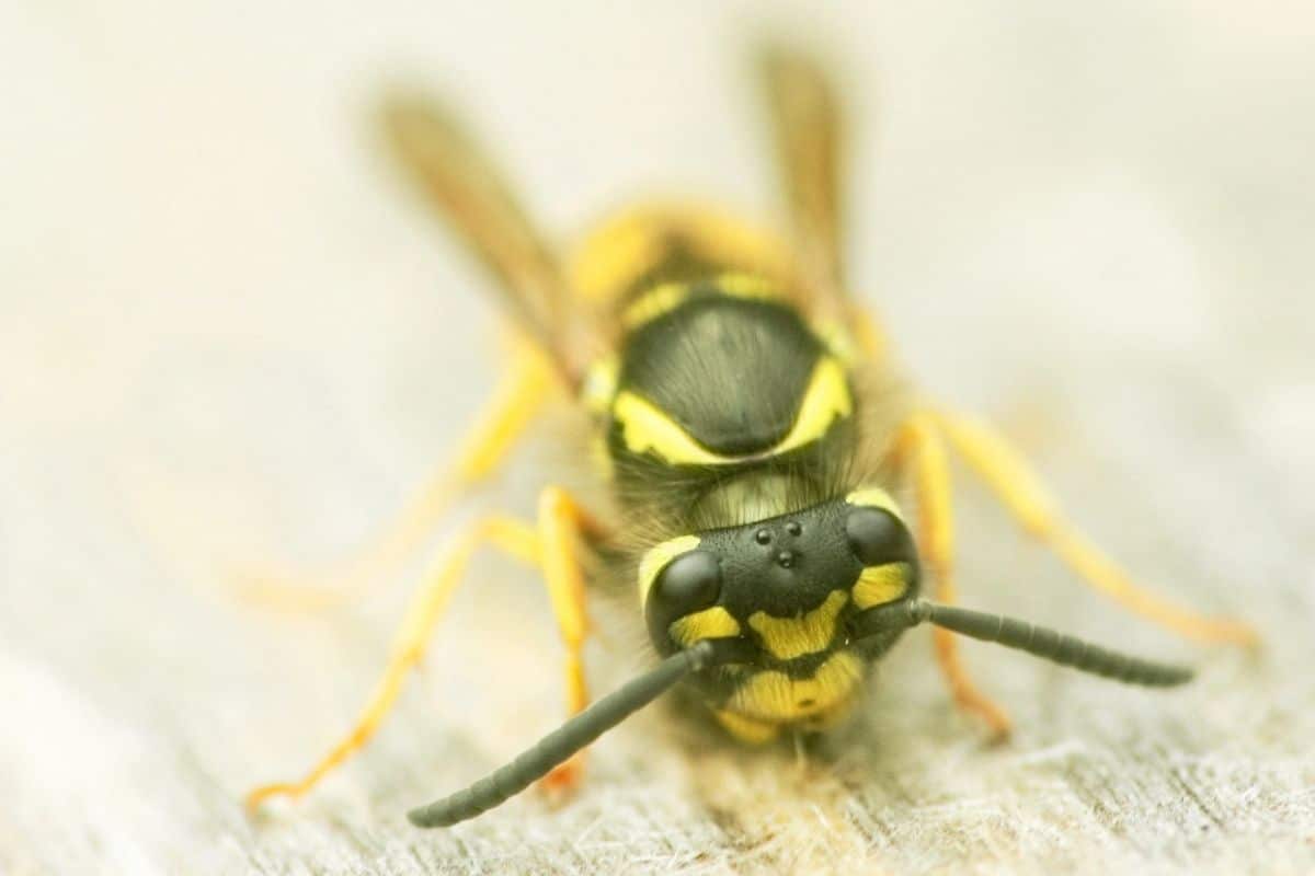 Österreichische Kuckuckswespe - Vespula austriaca