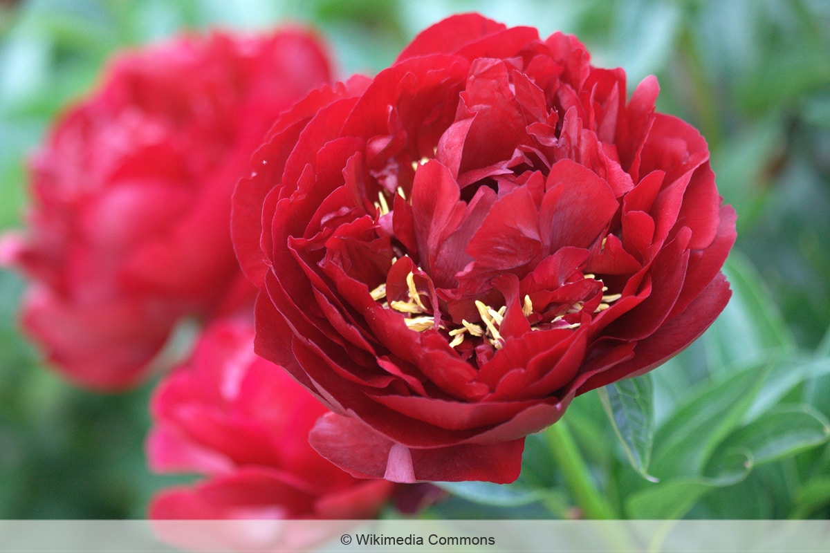 Päonie 'Buckeye Belle'