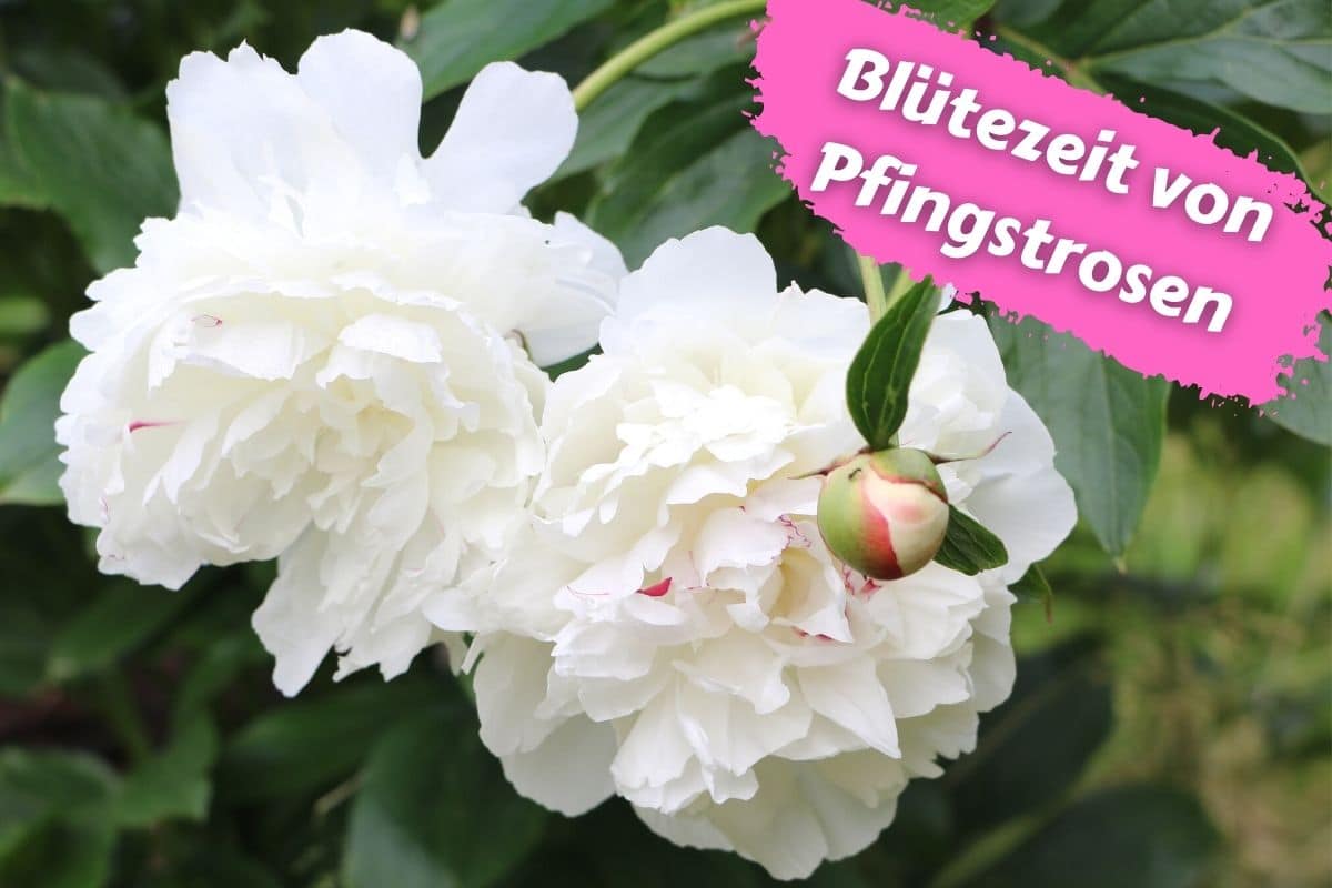 Blütezeit von Pfingstrosen