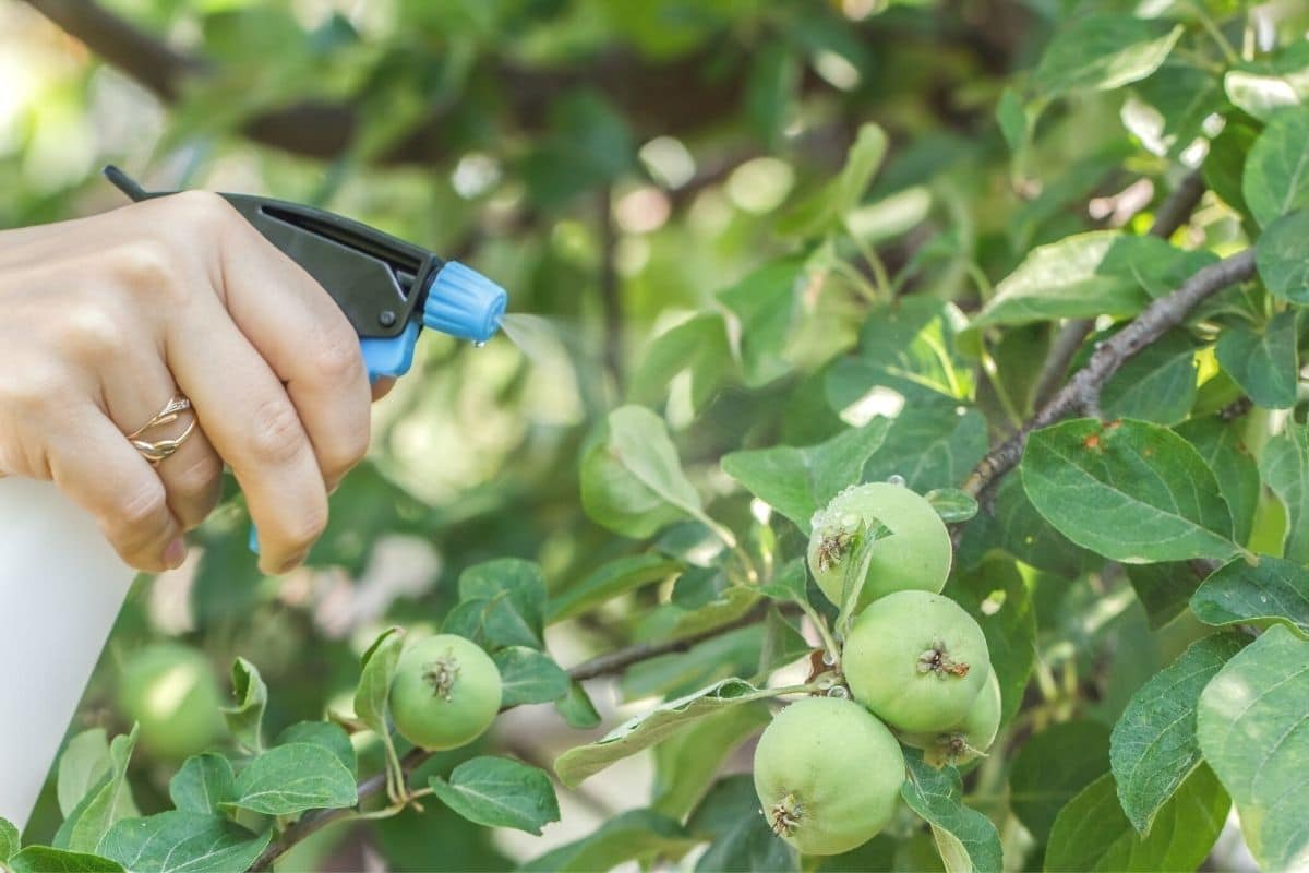 Pflanzenschutzmittel wird auf Apfelbaum gesprüht