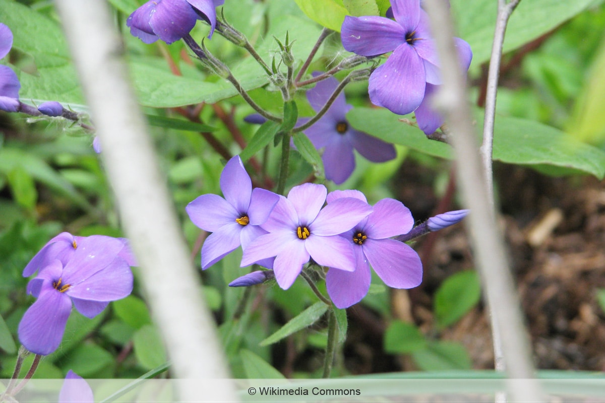 Blaue Frühblüher - Phlox stolonifera 'Blue Ridge'