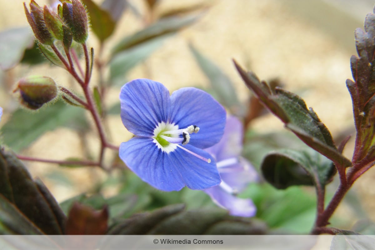 Polster-Ehrenpreis 'Georgia Blue'