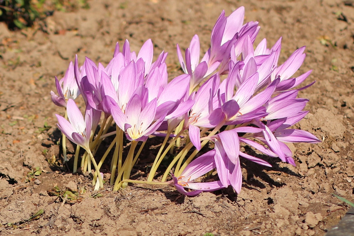 Pracht-Herbst-Krokus