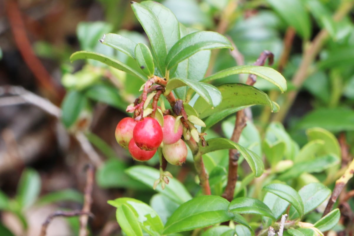 Preiselbeere - Vaccinium vitis idaea