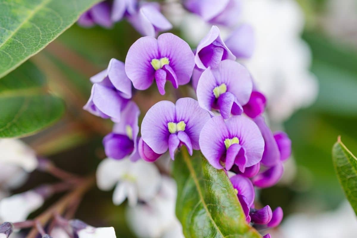 Purpurkorallenerbse - Hardenbergia violacea