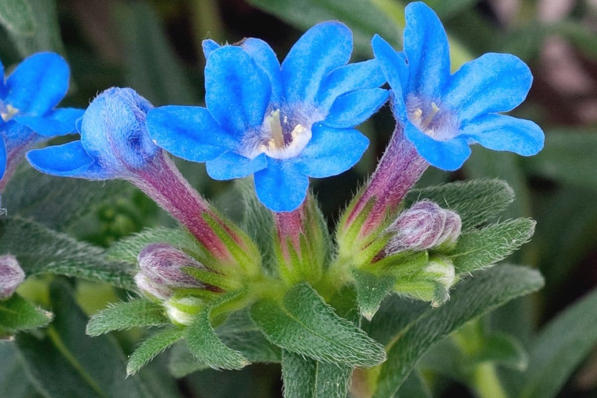 Blaue Frühblüher - Purpurblauer Steinsame