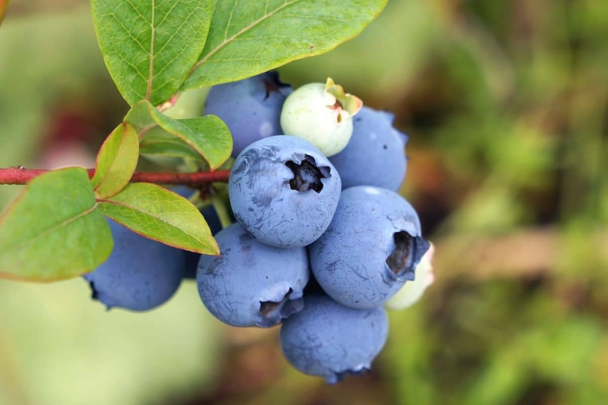 Rauschbeere - Vaccinium uliginosum