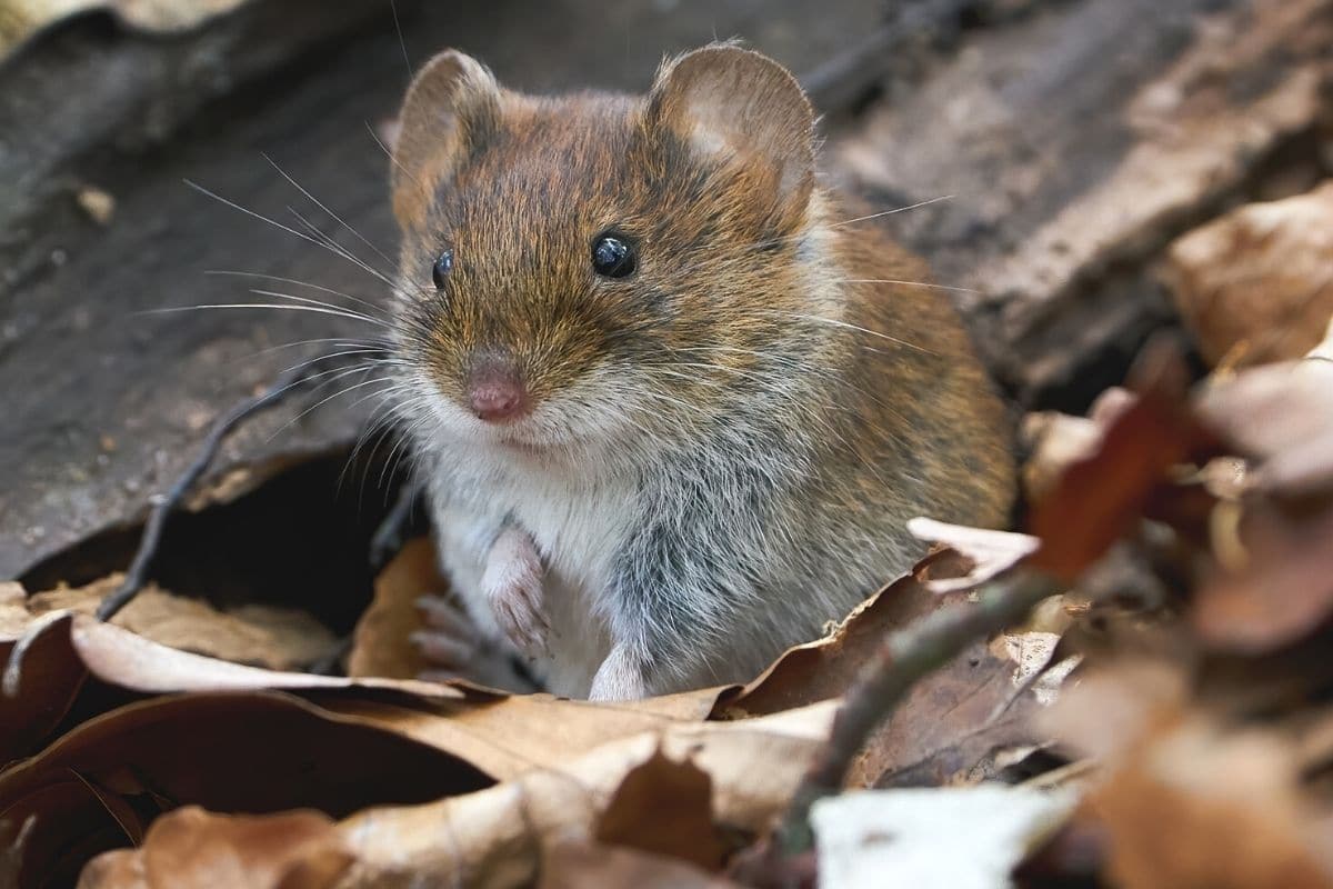 Rötelmaus - Myodes glareolus