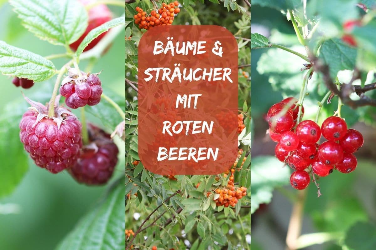 Bäume und Sträucher mit roten Beeren