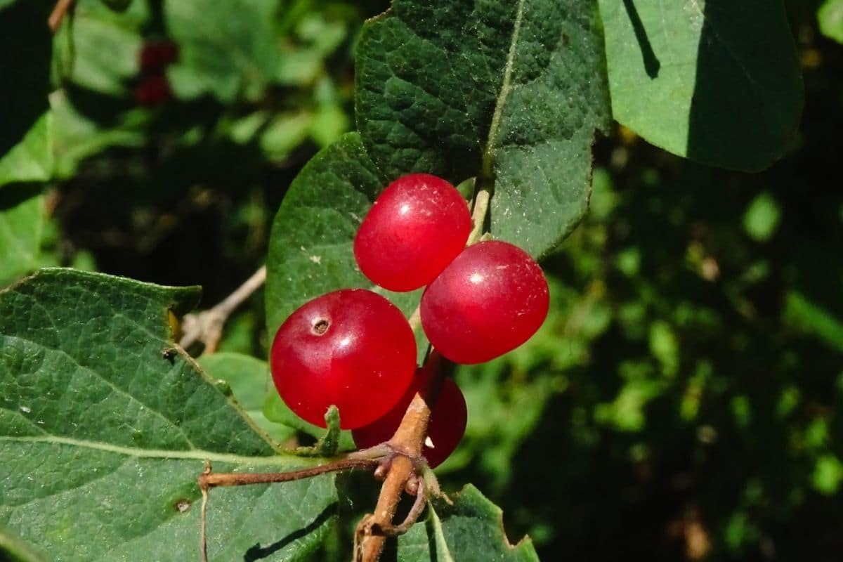 Rote Heckenkirsche - Lonicera xylosteum