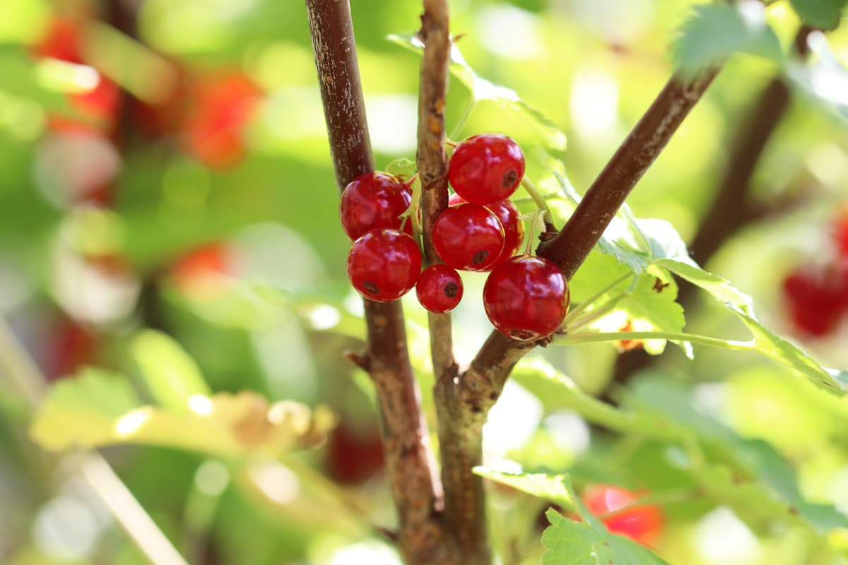 Rote Johannisbeere - Ribes rubrum