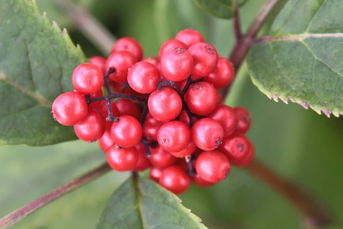 Roter Holunder - Sambucus racemosa