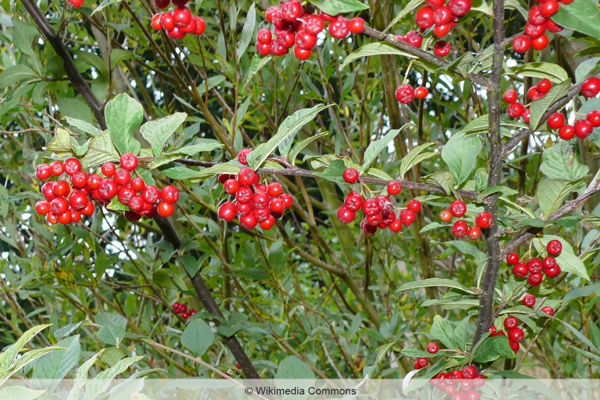 Rote Beeren - Runzelige Zwergmispel